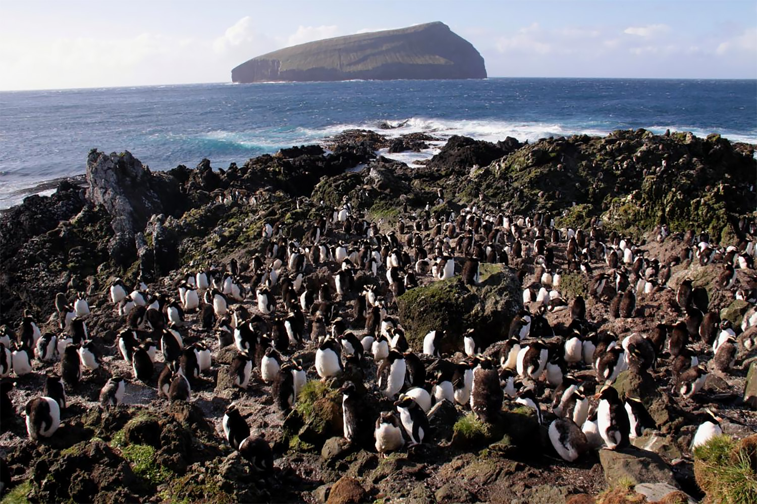 Figure 2. Erect-crested penguin colony.