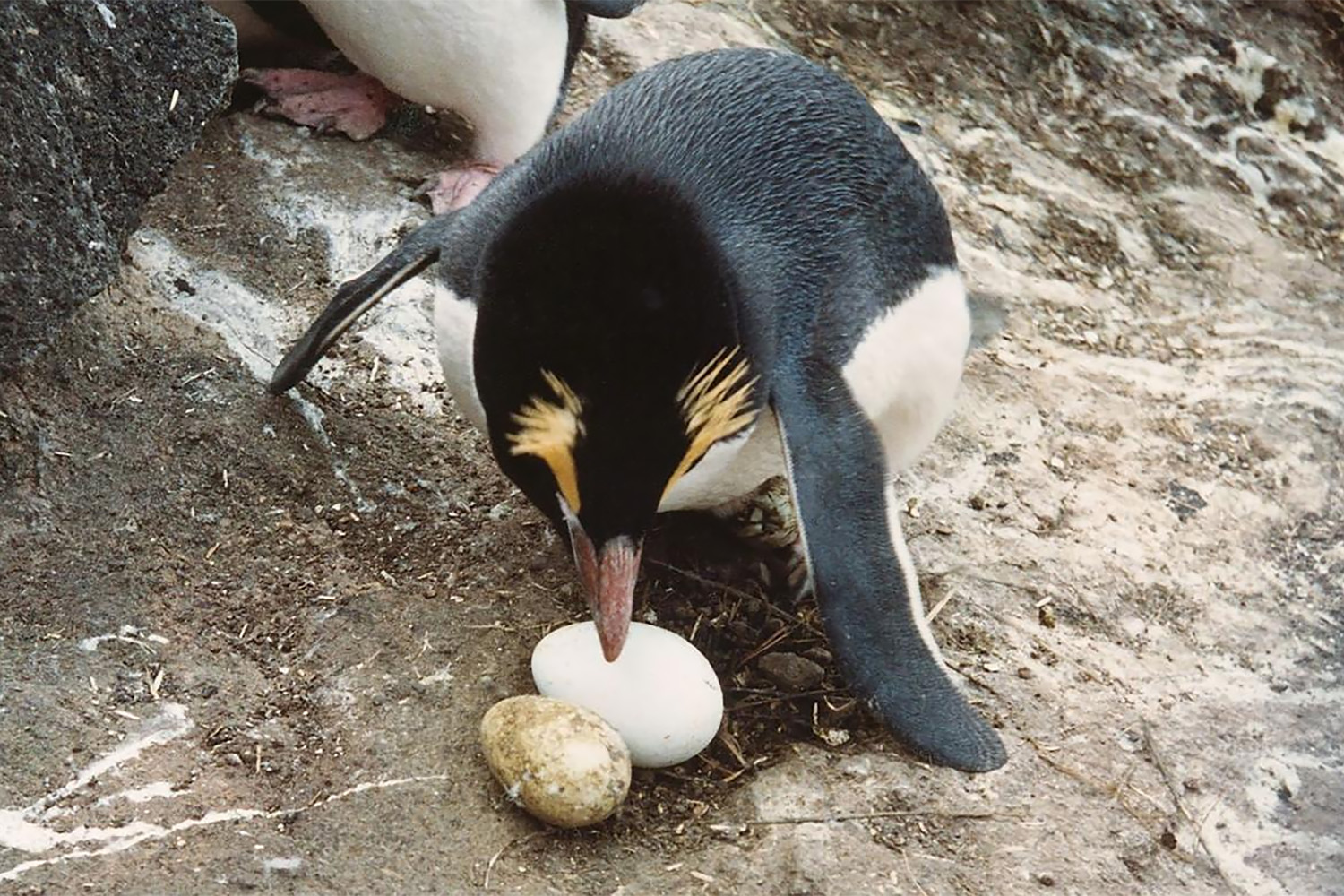 Figure 5. Egg-size dimporhism in Erect-crested penguins.