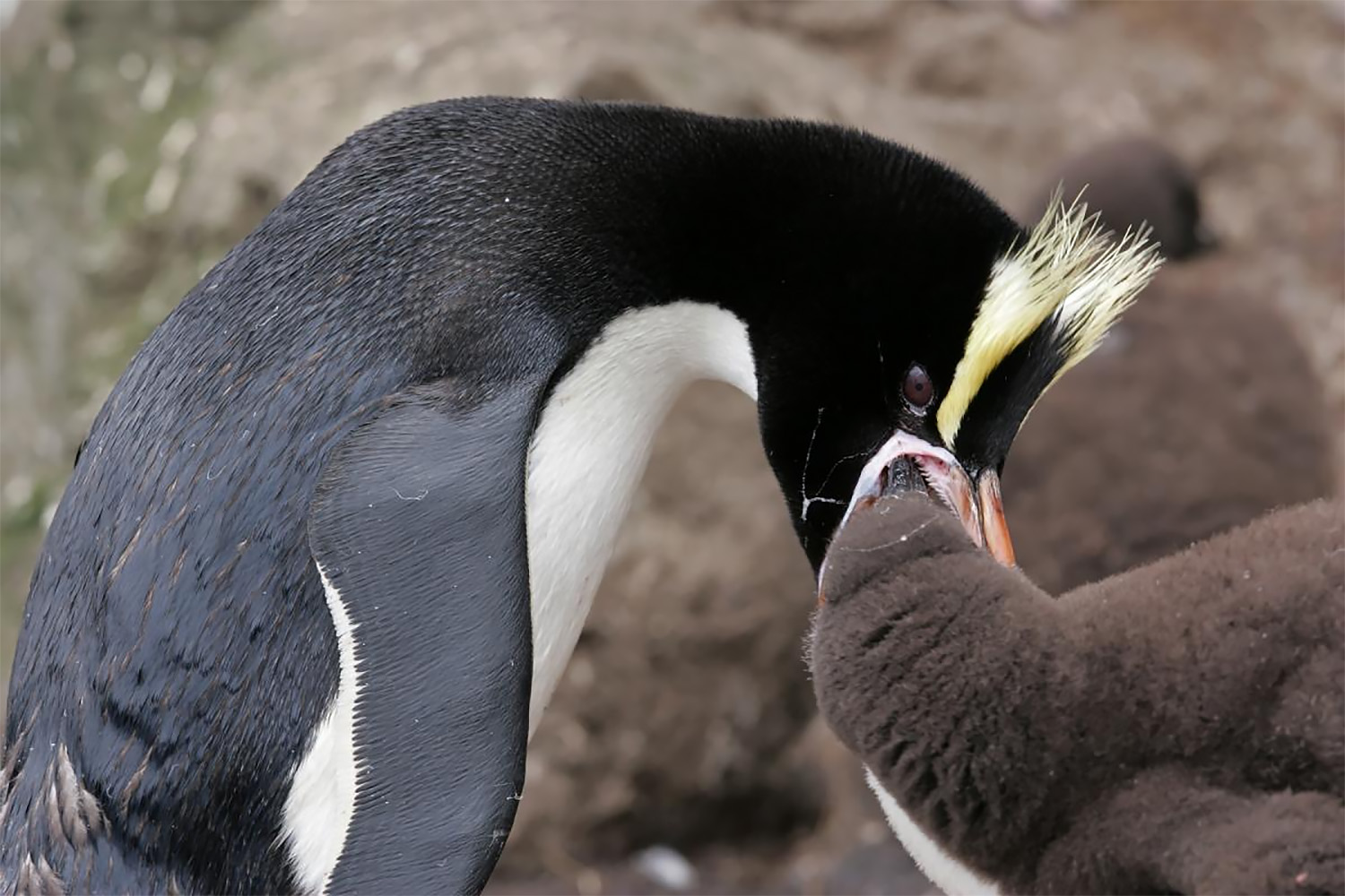 Figure 4. Erect-crested penguin feeding its chick.