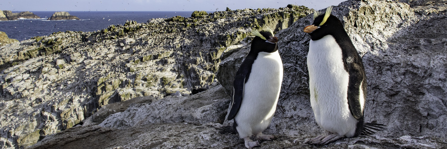 Erect-crested penguin