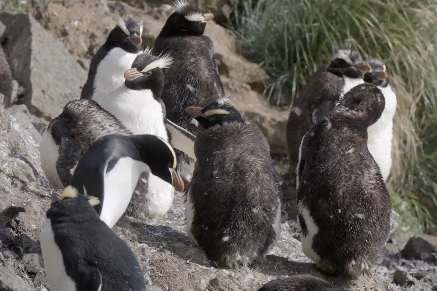 Figure 6. Moulting Erect-crested penguins.