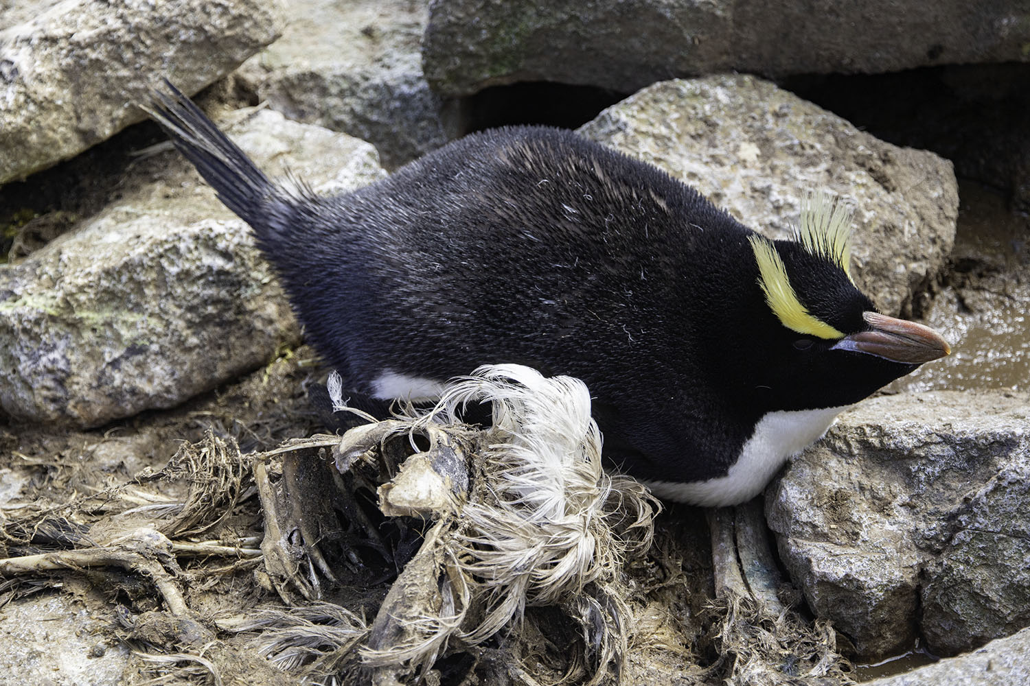 Figure 3. Erect-crested penguin breeding incubating its egg on the carcass of a Salvins albatross, Proclamation Island, Bounty Islands, October 2019.