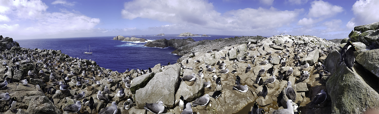 Figure 1. Erect-crested penguins breeding in conjunction with Salvins albatross on Proclamation Island, Bounty Islands.