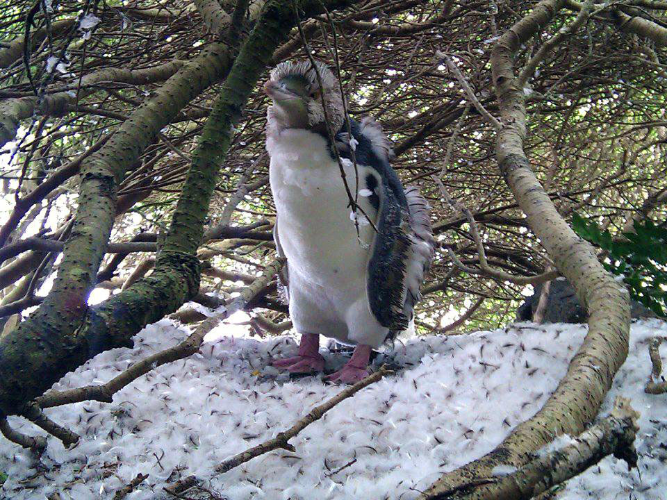 Figure 3. Moulting hoiho.