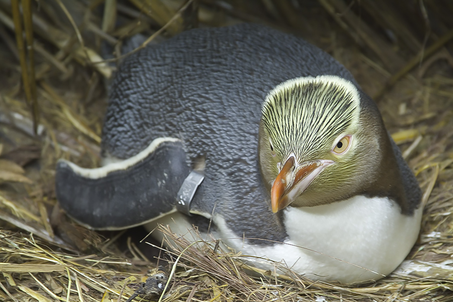 Figure 2. Yellow-eyed penguin incubating freshly hatched chicks, Boulder Beach, Otago Peninsula (Photo: Thomas Mattern).
