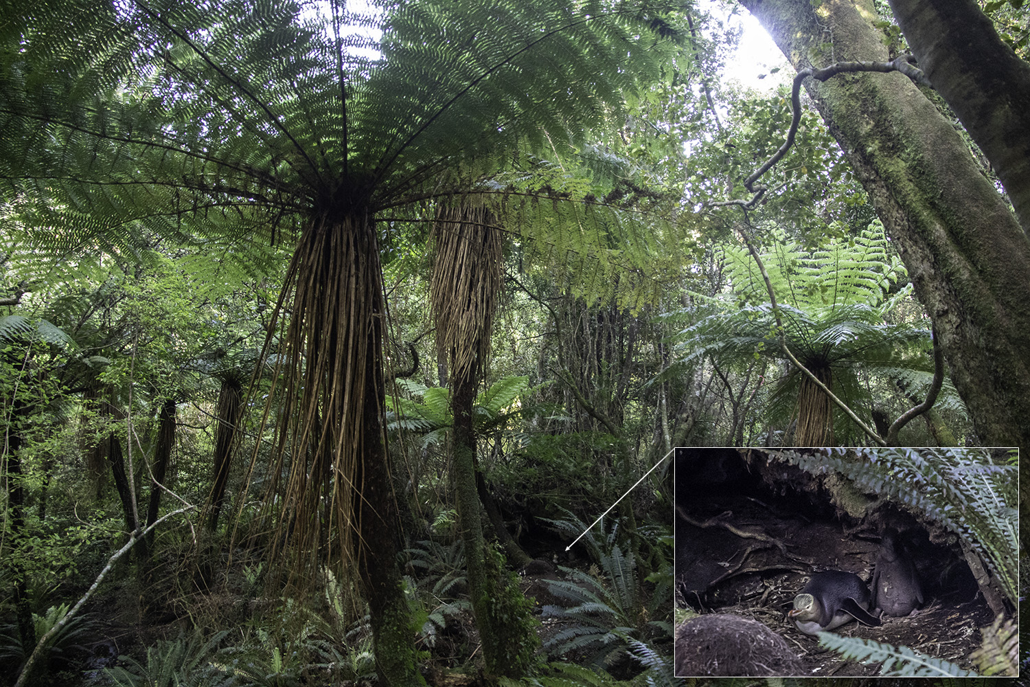 Yellow-eyed penguin nest on Stewart Island.