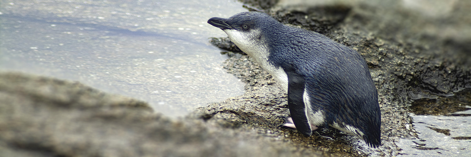 Little penguin - korora