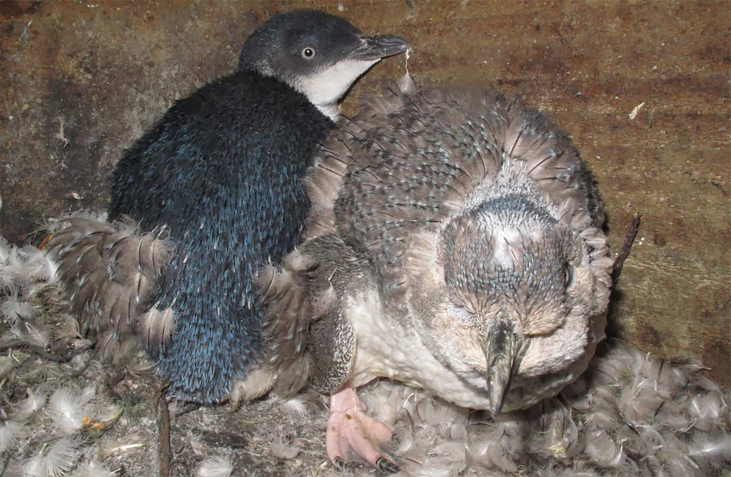 Figure 2. Little penguins moulting (Photo: Brent Tandy, Department of Conservation).