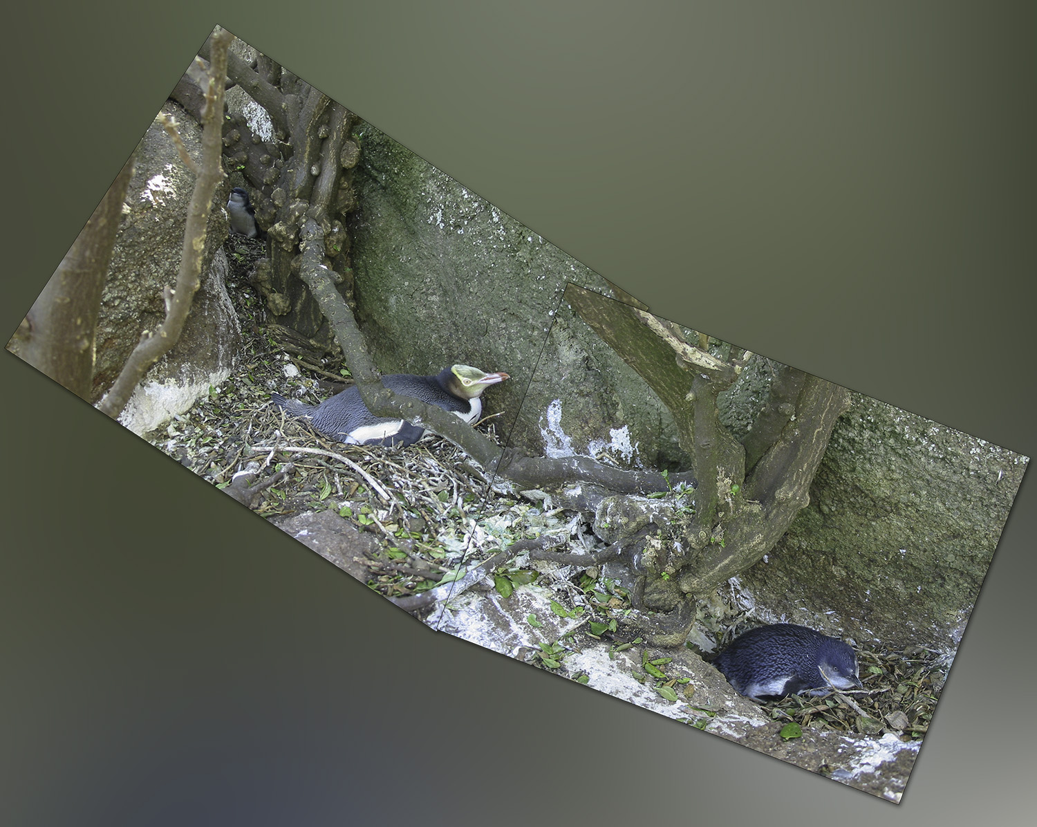 Figure 1. Little penguins breeding sympatrically with Yellow-eyed penguins on Green Island, Dunedin (Composite of photos by Thomas Mattern).