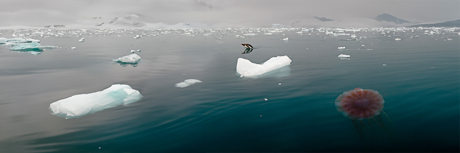 Penguins hunting jellyfish