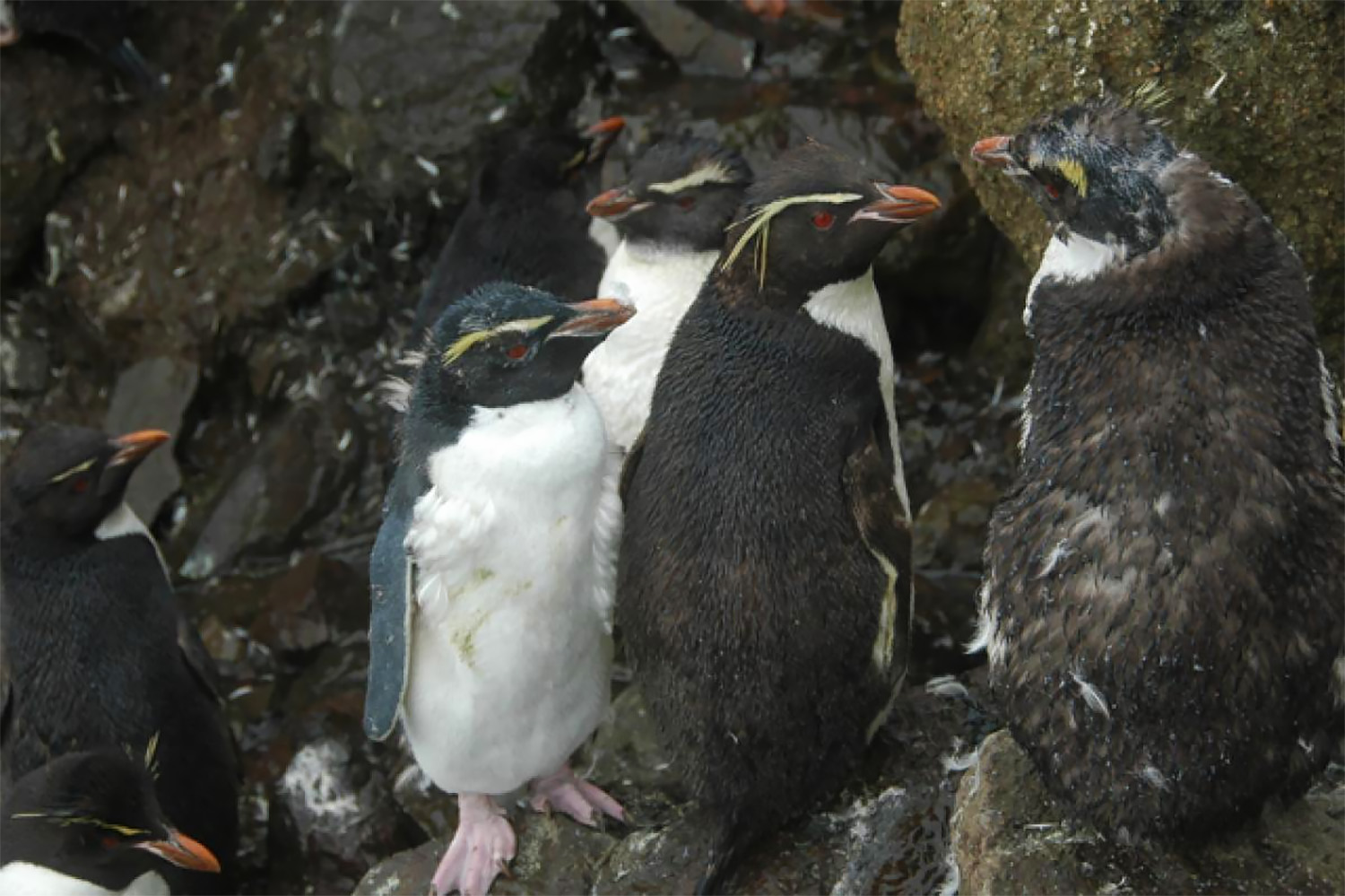 Figure 2. Moulting Eastern Rockhopper penguins.