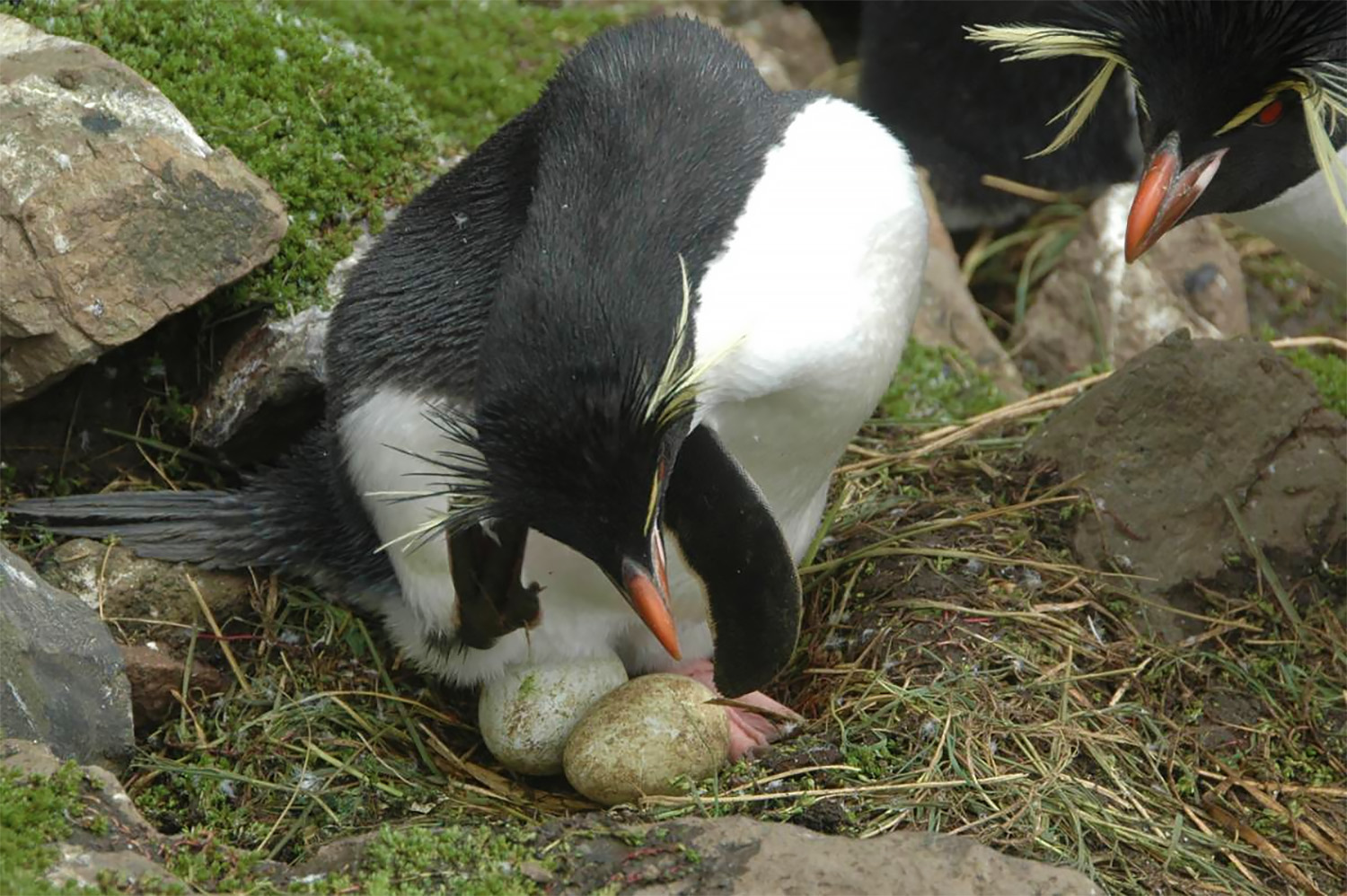 Figure 1. Eastern Rockhopper nest.