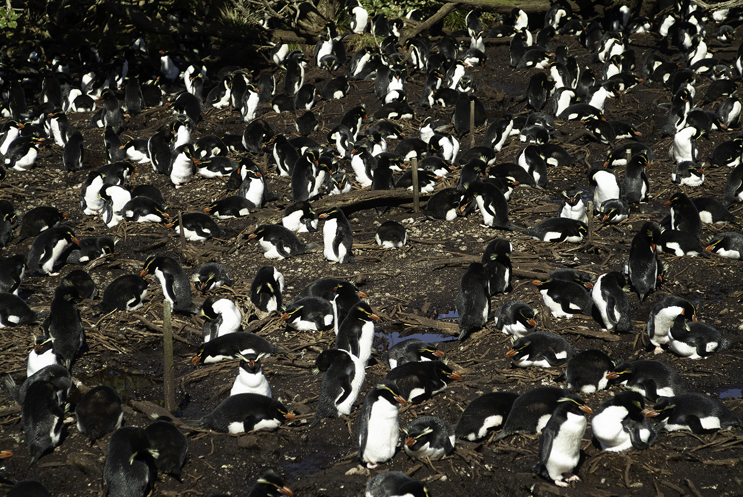 Figure 2. Snares penguin colony on the Snares main island (Photo: Thomas Mattern).