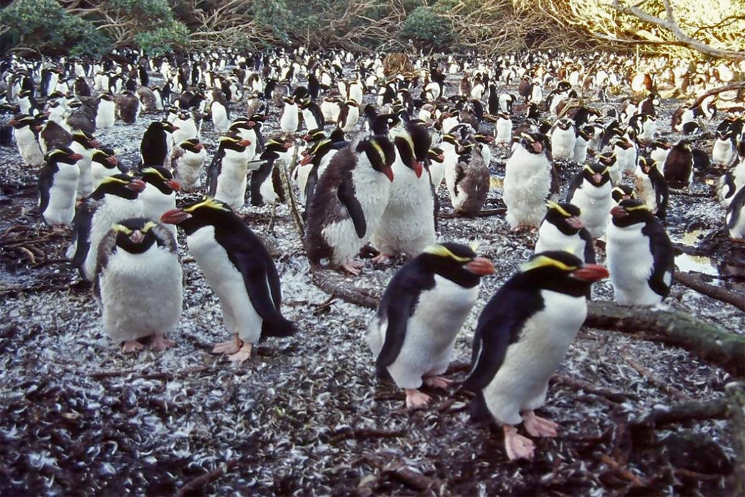 Figure 4. Moulting Snares penguins.
