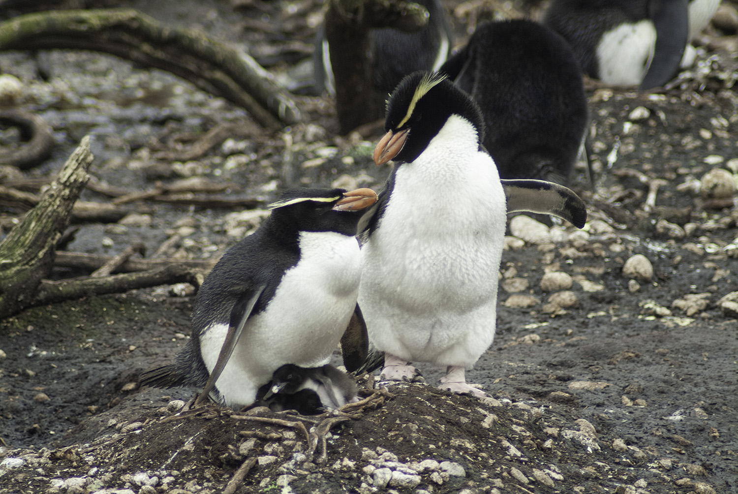 Figure 3. Snares penguin nest with the female incubating two chicks with the male attending (Photo: Thomas Mattern).