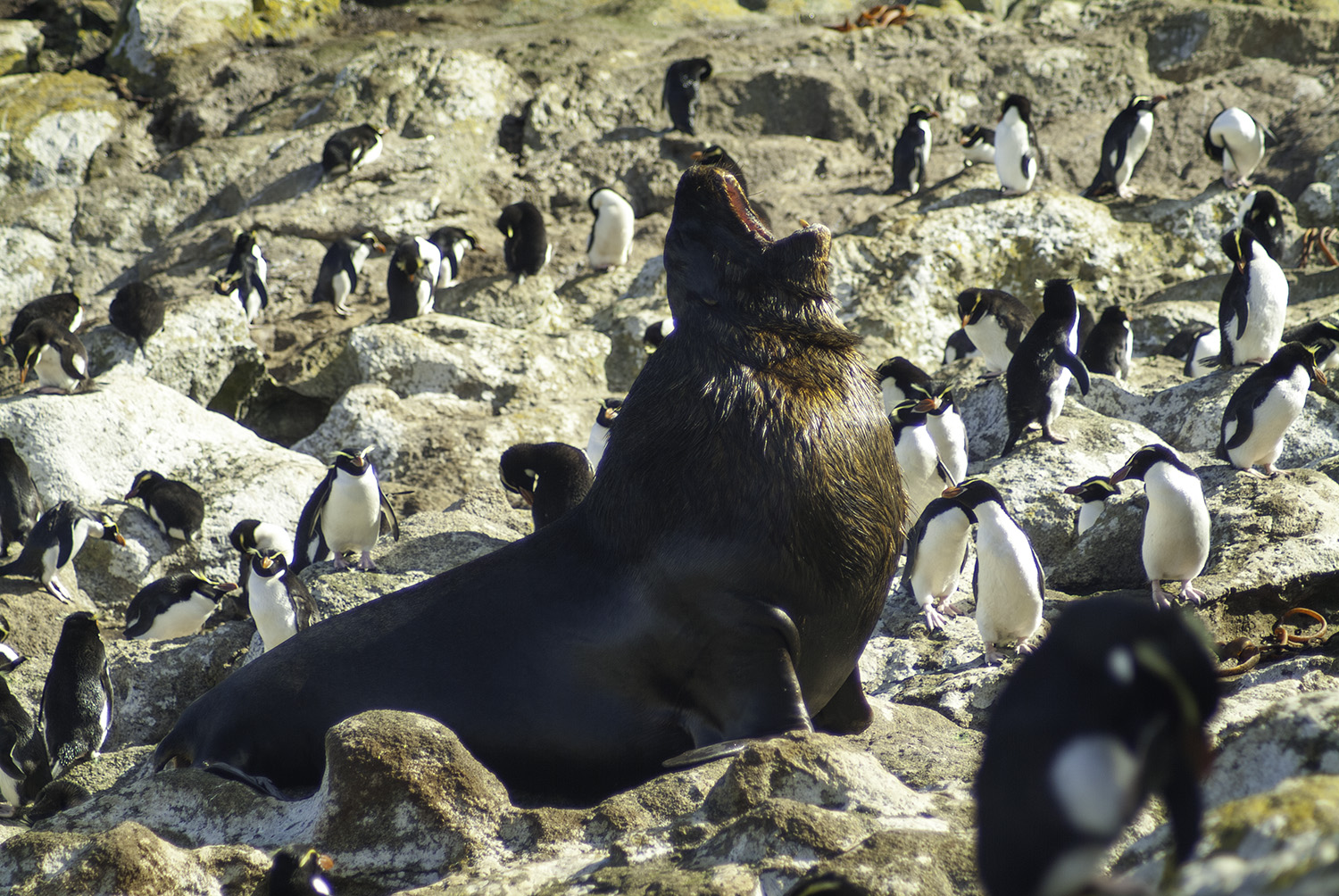 Figure 7. Sea lion amongst Snares penguins.