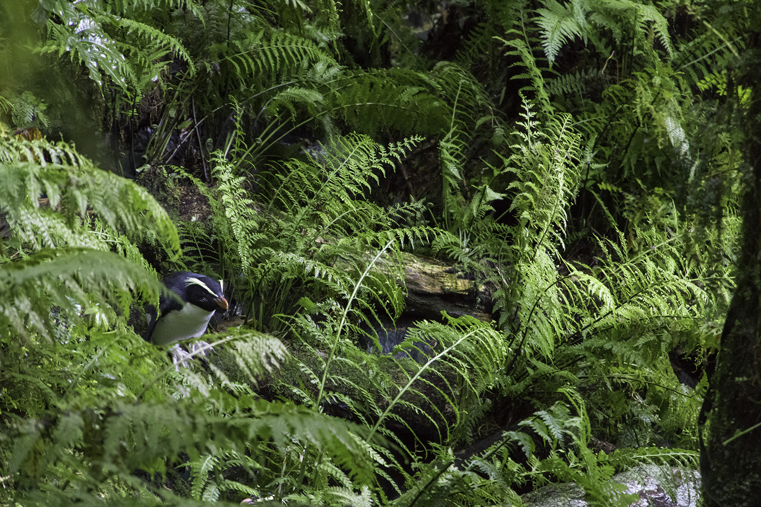 Tawaki in Fiordland rainforest.