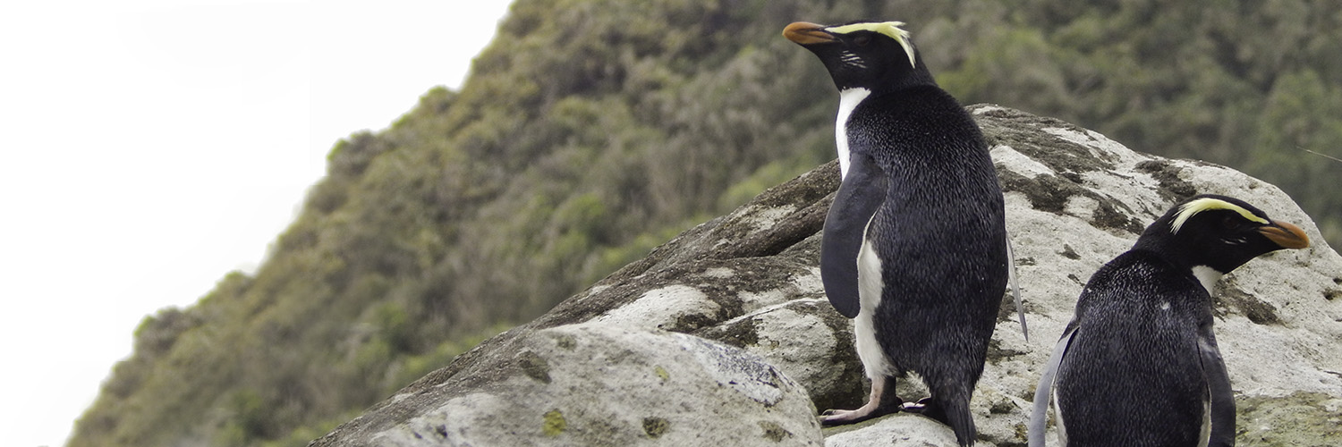 Fiordland penguin - tawaki