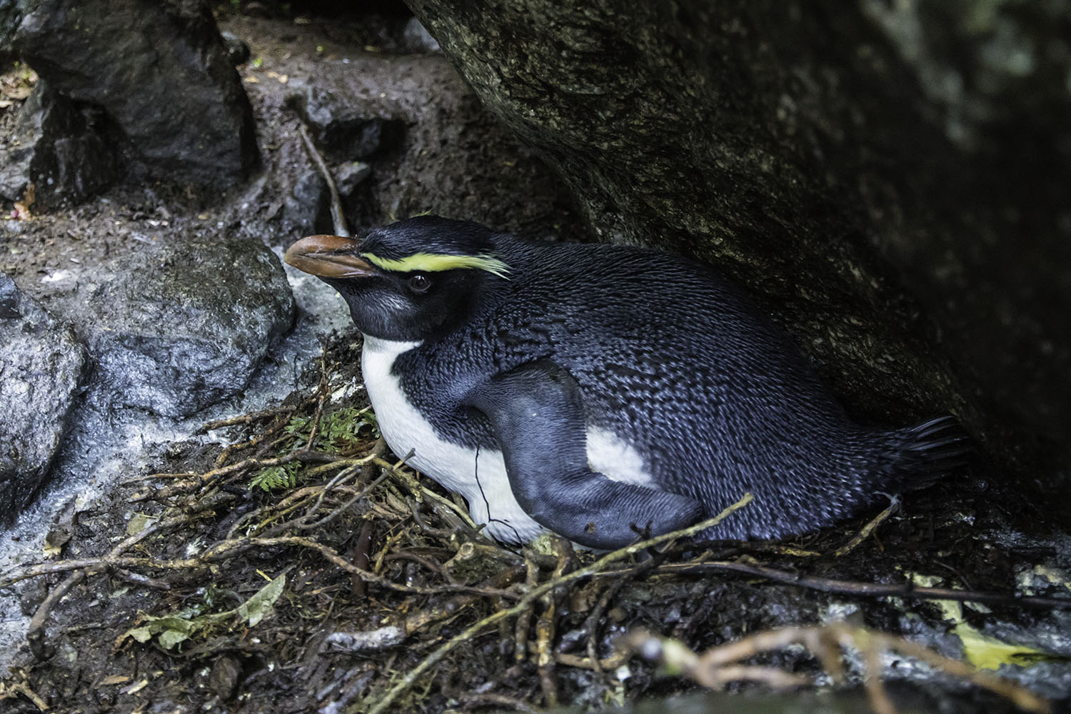 Figure 3. Tawaki nest.