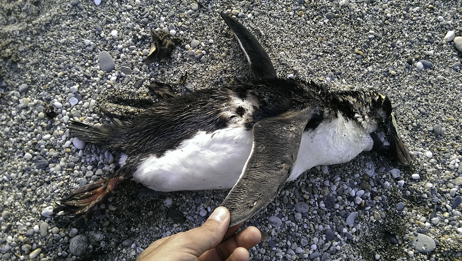 Figure 7. Map of the Piopiotahi (Milford Sound) Marine Reserve.